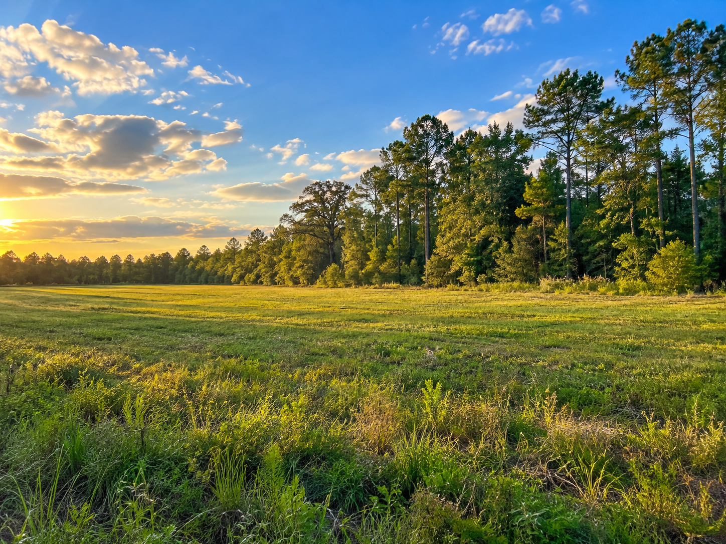 Illustration of open acreage bordered by woodland